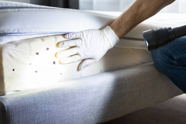 Best Termite Control Services  in Redwood, OR
