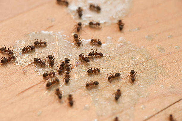 Best Affordable Pest Control Services  in Redwood, OR